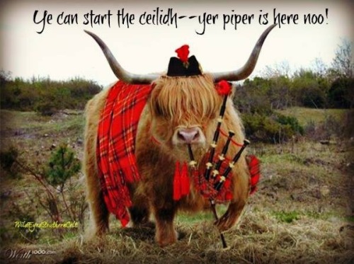 highland cattle