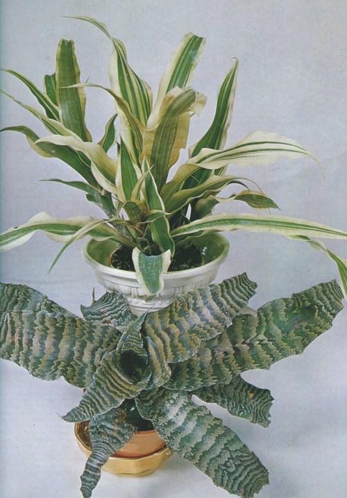 The Wonderful World of Indoor Plants, Ann Bonar, 1979