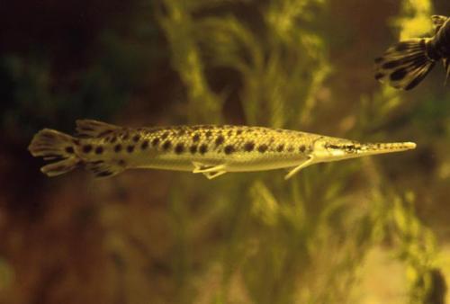 axolawful:thenativetank:typhlonectes: Spotted Gar (Lepisosteus oculatus) are freshwater predatory fi