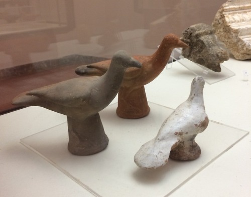 ancientanimalart: Birds Museo Civico - Termini Imerese (Sicily)