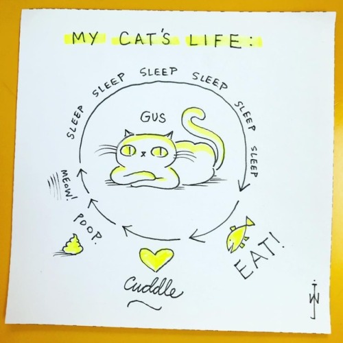 The #lifecycle of my #kitty ✨