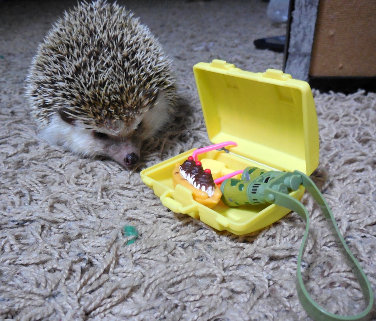 truefactsaboutthehedgehog:  hedgieluv:  hedgehogneville:  Never let a hedgehog pack