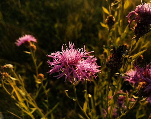 (Centaurea Scabiosa) (Centaurea Jacea). 24. Cornflowers In Autumn Fields. October 24.. October 24.