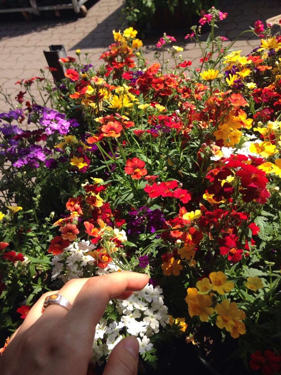 warmerthansun: I hope your life is as colorful as summer flowers 🌺