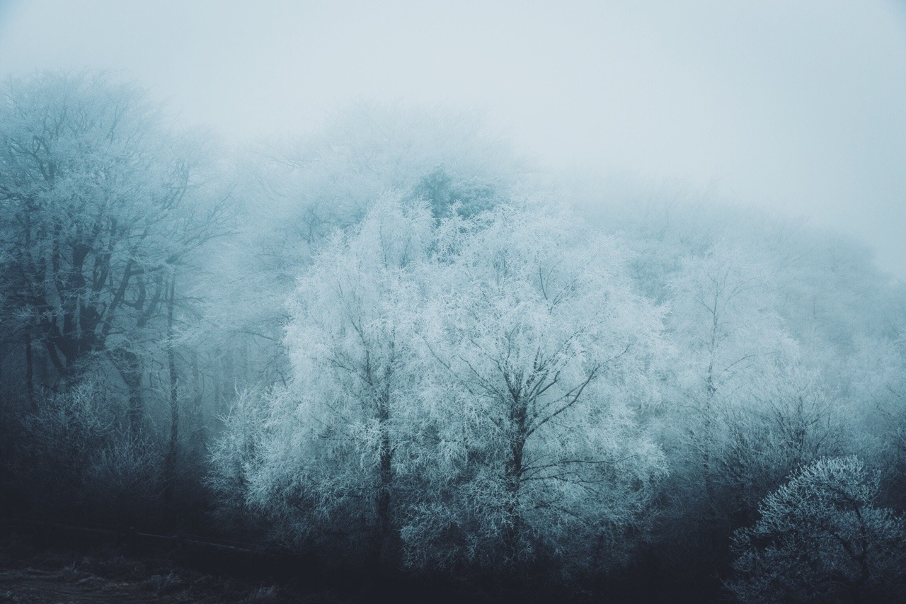 dpcphotography: Winter Blues