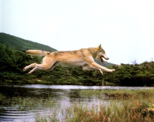 wolveswolves: [x]