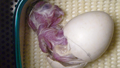221cbakerstreet:tamorapierce:mothernaturenetwork:Endangered bird hatches from egg held together with