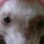 theferretboii