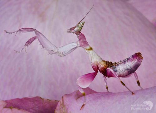 end0skeletal:Orchid mantis by AngiWallace