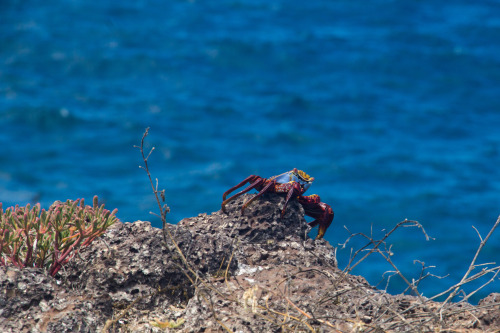 Galapagos Islands, Ecuador, June 2021