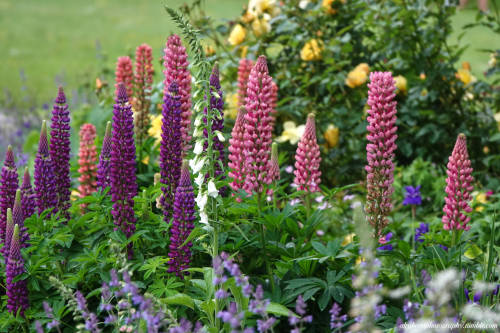 Lupins