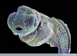 currentsinbiology:    Wellcome Image of the