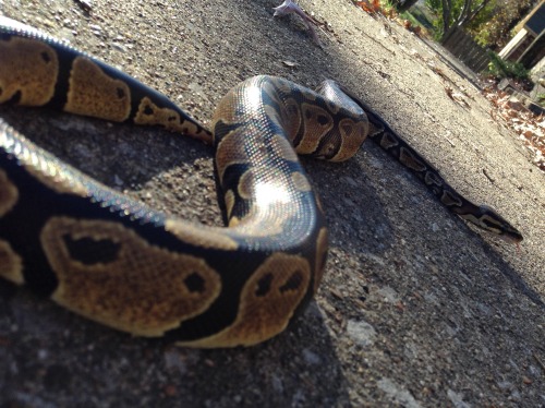 snoodlysneks:Saya loves going outside when it’s warm out.