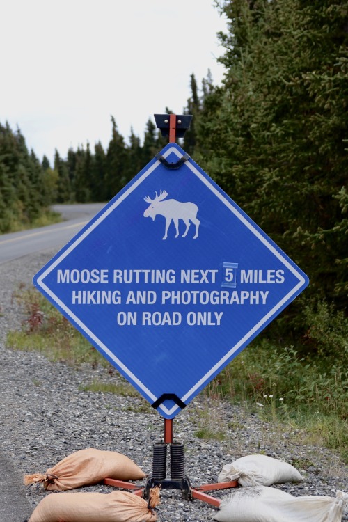 highways-are-liminal-spaces: A collection of my favorite Alaska-specific signage Taken June through 