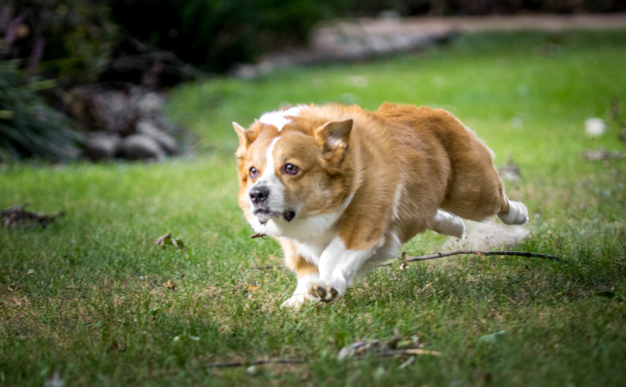 thefrogman:  Otis the Majestic Chaser of Balls. 
