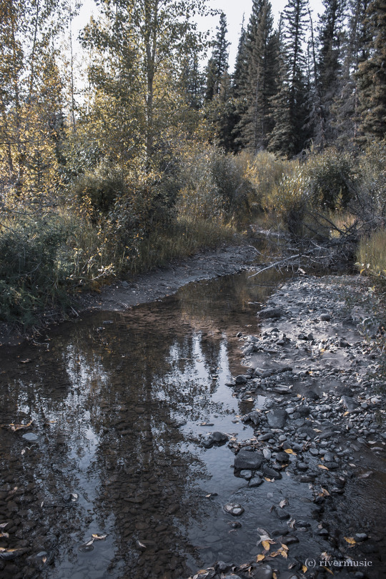 Side Channels (sometimes the true beauty is along the periphery of the scene); Along the Clark’s Fork River, Shoshone National...