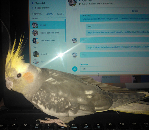 machikono:  BIRD JUMPED ON THE KEYBOARD  AN d  WHERE AR ETHE MANNERS                                          