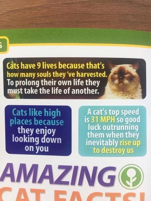 obviousplant:Amazing Cat Facts from the Obvious Plant magazine, which you can buy here Love it