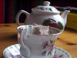 thatjoygirl:  cutethingsincups:  It’s never too early for a good cup of cute!  Squeee!