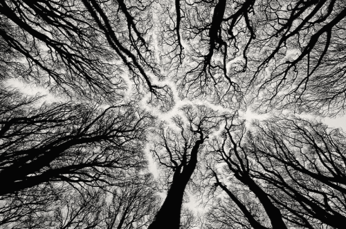 nubbsgalore:barren trees revealing fractal patterns in the forest canopy. photos by (click pic) albe