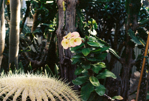 cacti &amp; succulents - Will Kaufhold