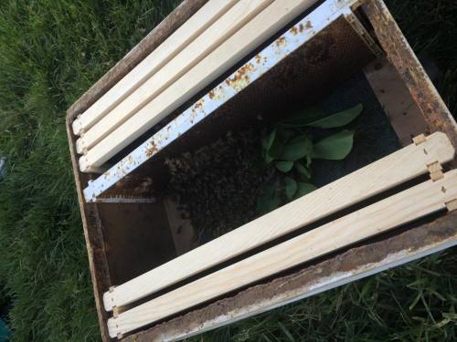 citadelbloodbeard: While we’re on the subject of honeybees, I was recently visited by a swarm! I ca