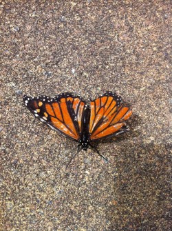 m0ssy:  mcry:  there was a monarch butterfly outside with a torn wing and i thought it was dead so i went to pick it up off the ground with a flower but it began to hurriedly clutch onto it trying to drink something. it was totally trembling; it had a