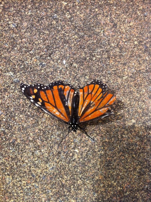 shingekinokyojinheaven:mcry:there was a monarch butterfly outside with a torn wing and i thought it 