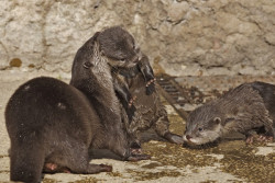dailyotter:  Mama Otter Picks Up Her Pup from Playtime Thanks, kashiwaya920! 