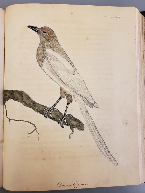 Corvus japponicusFrom: Acerbi, Giuseppe, 1773-1846. Travels through Sweden, Finland, and Lapland, to
