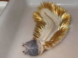 sixpenceee:This is a species of giant Antarctic scale worm, Eulagisca gigantea. Antarctic scale worms are extreme survivors, eating any food in front of them, from detritus and carrion to other invertebrates and small fish. When the worm wants to feed,