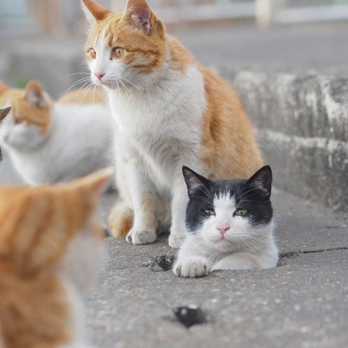 cybergata: Stray cats playing in Drain Pipe Holes by  Japanese photographer Nyan Kichi