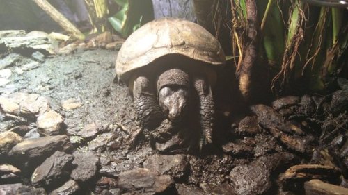 This is Garrus the indian black turtle. He was my best friend out of all the animals we had in schoo