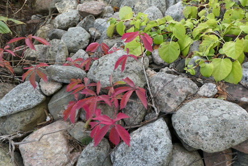 Parthenocissus inserta — thicket creeper a.k.a. woodbine Hydrangea anomala subsp. petiolaris — climb