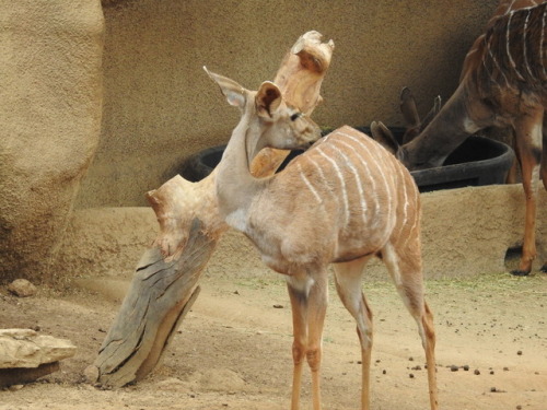 Fascinating Kudu.