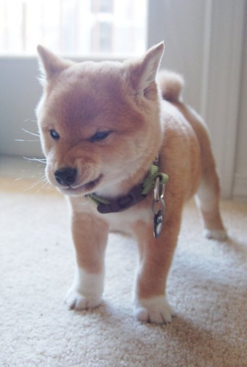 johnleekpop:  -Son animales demasiado rudos, que no te engañen su linda y hermosa ternura que cargan estos lindos, geniales y maravillosos animalitos, 