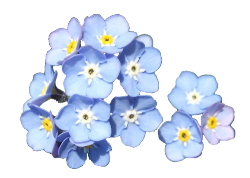 transparent-flowers:  Forget Me Not. Cynoglossum