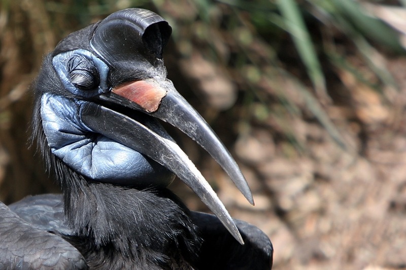 Let's Do Some Zoology! - Abyssinian Ground Hornbill (bucorvus