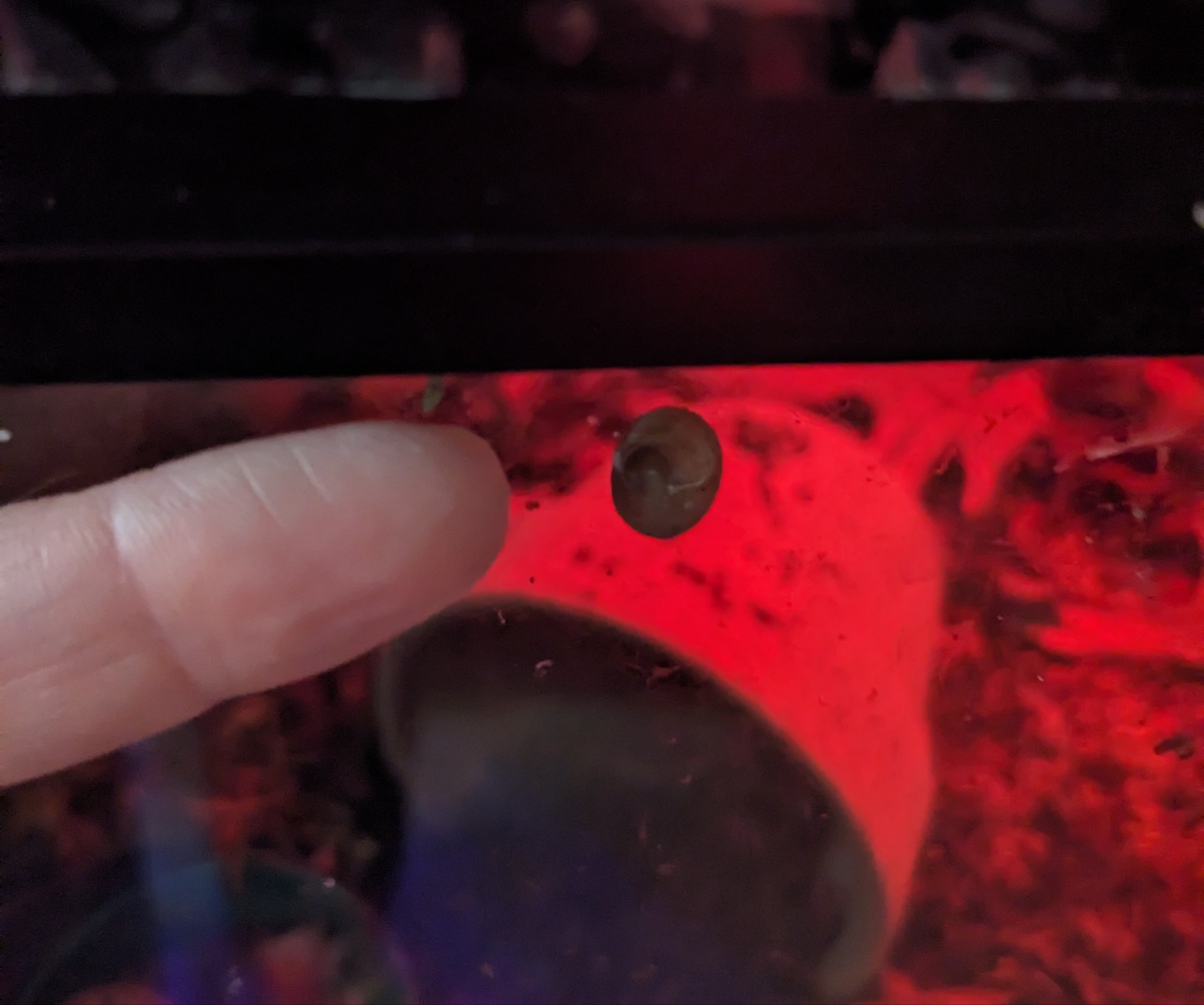 red-lit photo of a finger pointing at a baby snail on a glass wall