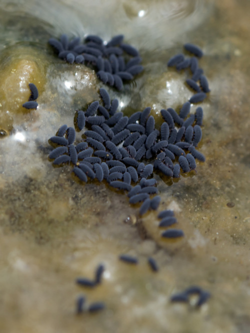 Springtails, So Tiny!