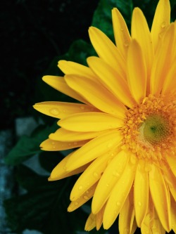 carlybarley:  Sunflower 
