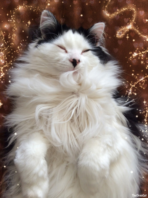 chocolatequeennk:theoreocat: T'was the night before Boxing Day And after Christmas day’s lunch