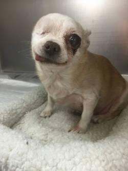 awwww-cute:  Local rescue posted this tiny
