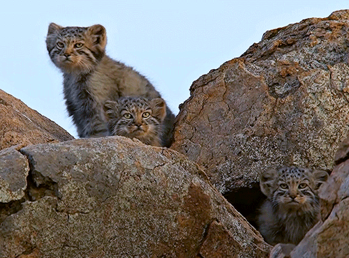 chekv:Manul Kittens in Wildlife Instincts: