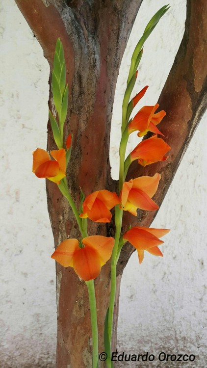 Gift’s nature: Flowers for you. My Flowers!This is a beautiful flower that grows in the foot o