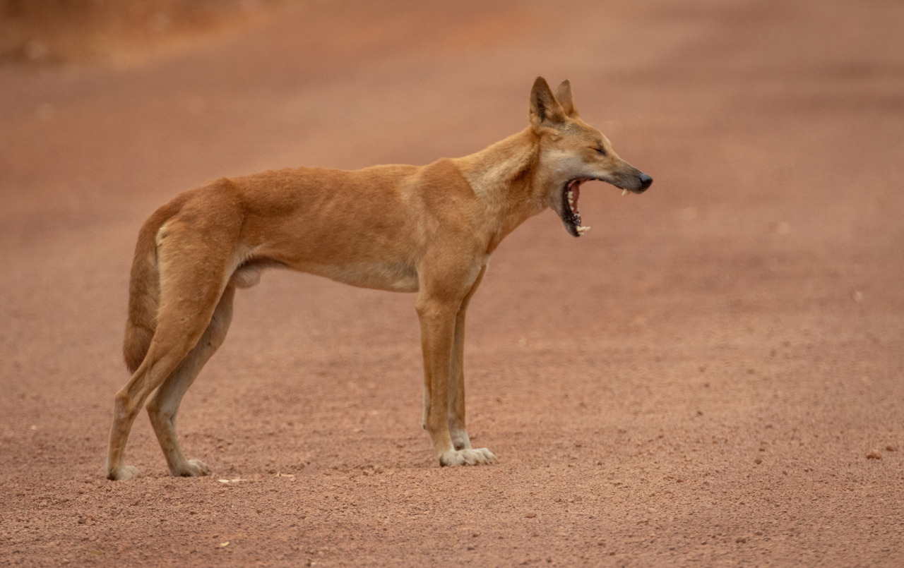Earthie's Animals — Canis dingo, or maybe Canis lupus dingo, or maybe...