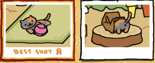 Top 3 Favorites  Pickles, Spooky, and Señor Don Gato Game: Neko Atsume