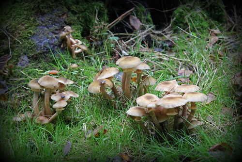 Fungi at Walmer Castle, Kent, England