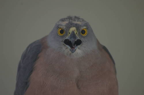 archosaurophilia:
“Fiji goshawk (Accipiter rufitorques) says hello!
Pic: by “Chlidonias”(?), Kula Eco Park, Fiji, 11 August 2007 (via ZooChat)
”