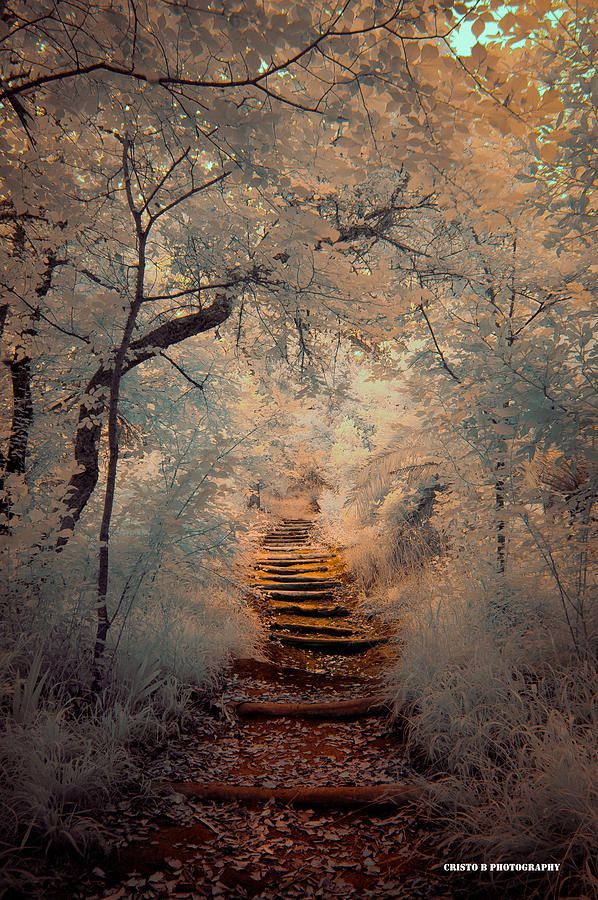 janetmillslove:  Magic Path moment love. Wild Fauna Love 
